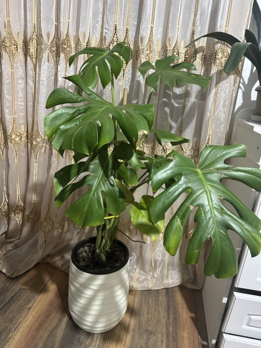 Монстера в кашпо