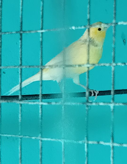 Vand.      canari  Orpheus