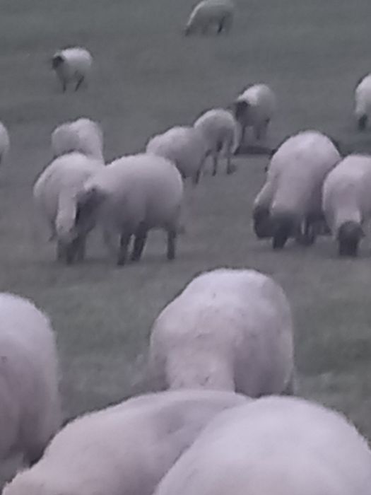 Oi de vânzare tinere