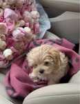 Maltipoo Cappuccino mini