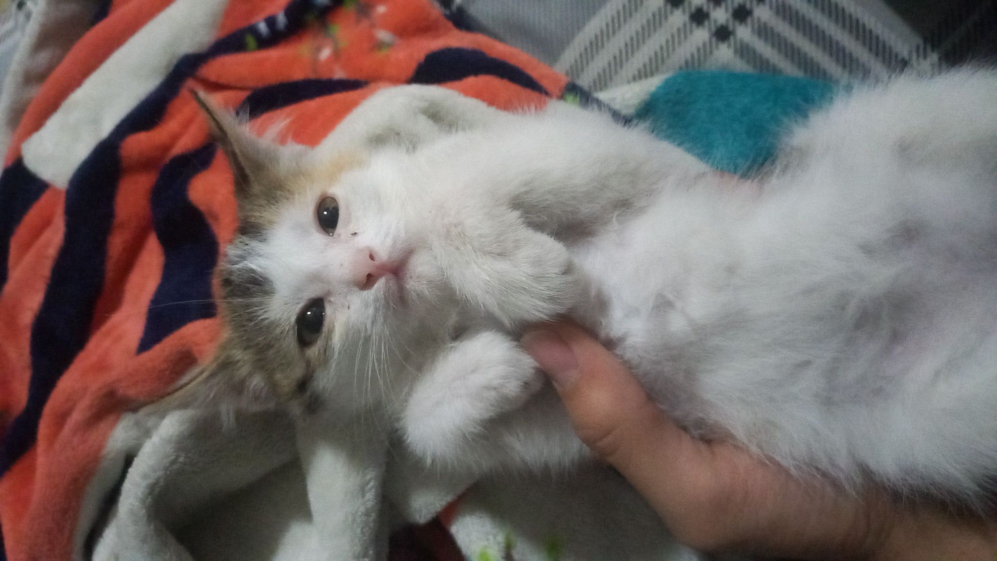 Кошка возраст средний