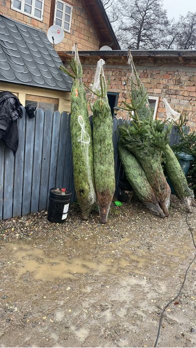 Brazi de craciun in en-gros 150 pana la 5 m