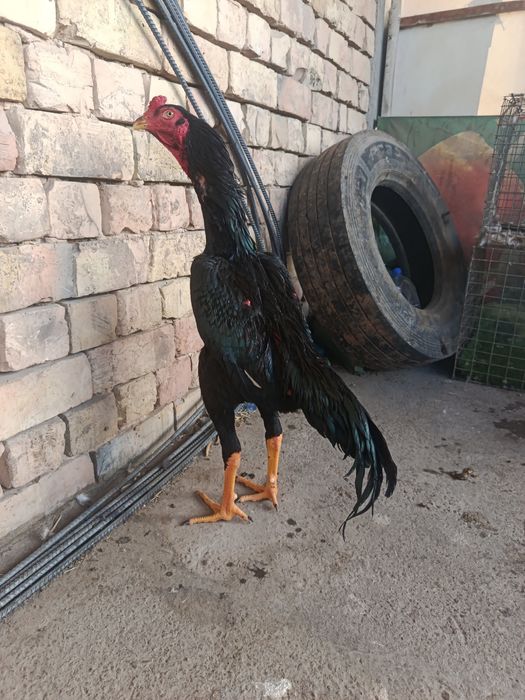 Sotiladi 1aprelda chqgan