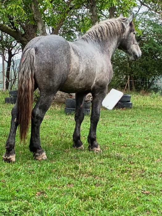 Vând mânz percheron