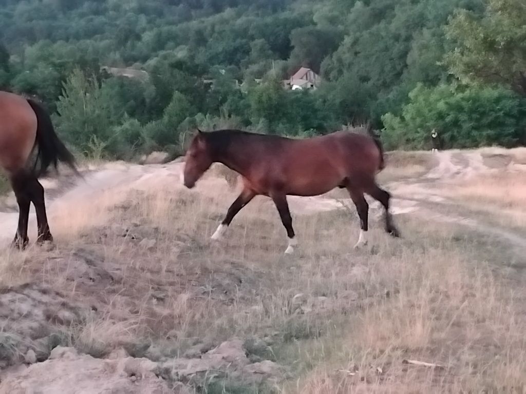 Cal tanar de vanzare