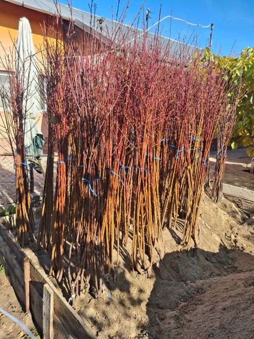 Pomi fructiferi altoiti