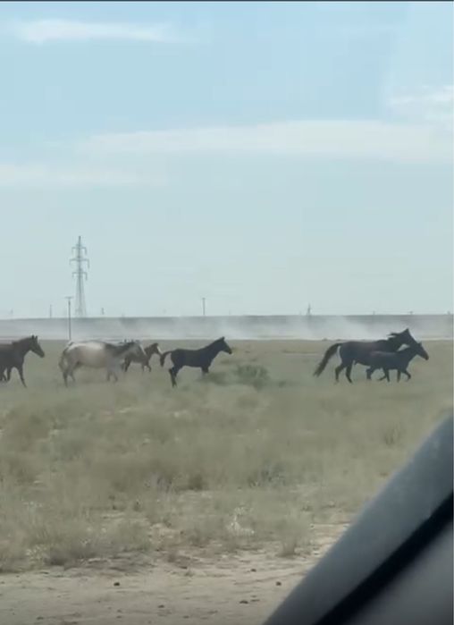 Үйір жылқы сатылады