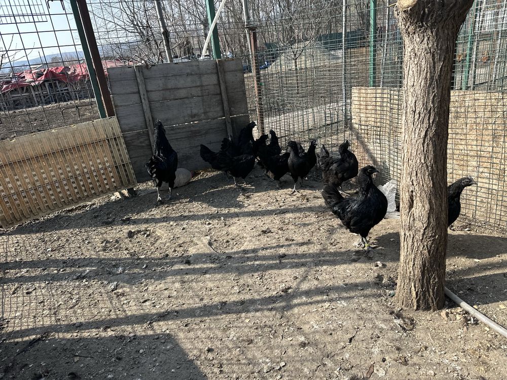 Oua incubat Ayam Cemani
