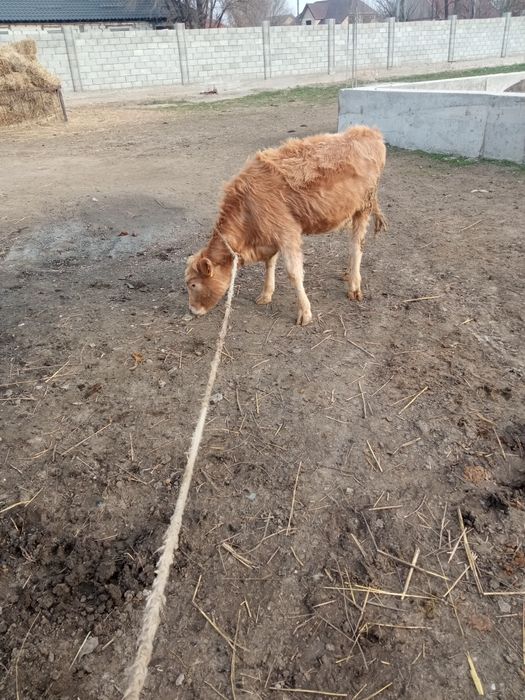 Продам двух телка одно бычка