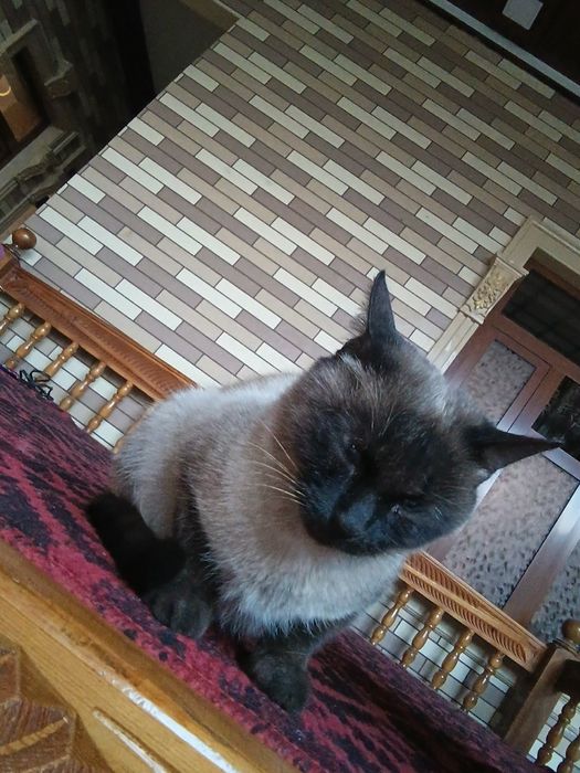 Uy mushugi -Judda ham aqilli