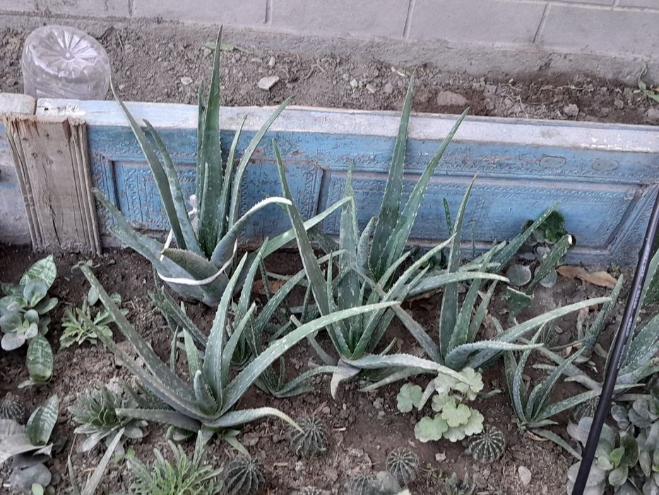 Gullar sotiladi urganchda