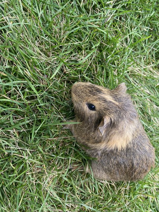 Porcușori de guineea