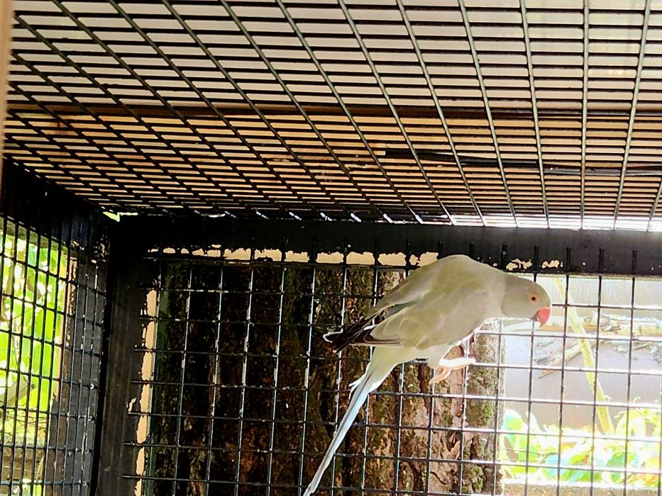 Femela micul alexandru gri turquoise opalin / Cap coada