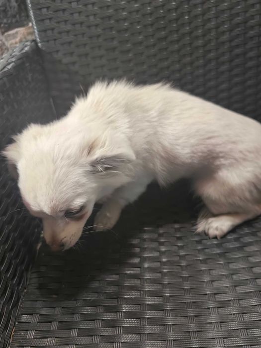 Кученце чихуахуа