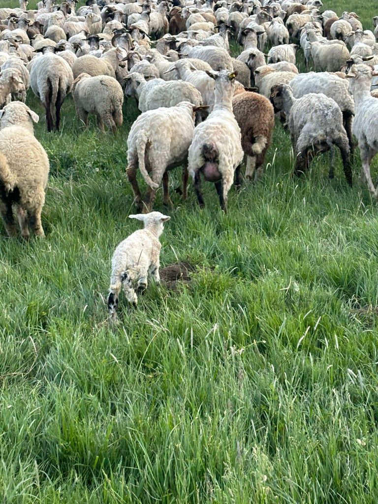 Bună Preluăm comenzi pentru Sărbătorile Pascale