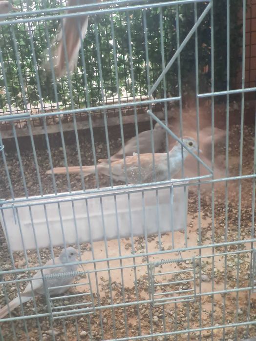 Продавам Диамантени гугутки