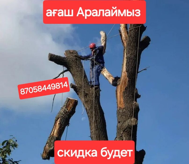 Ағаш Аралаймыз Арзан Бағамен