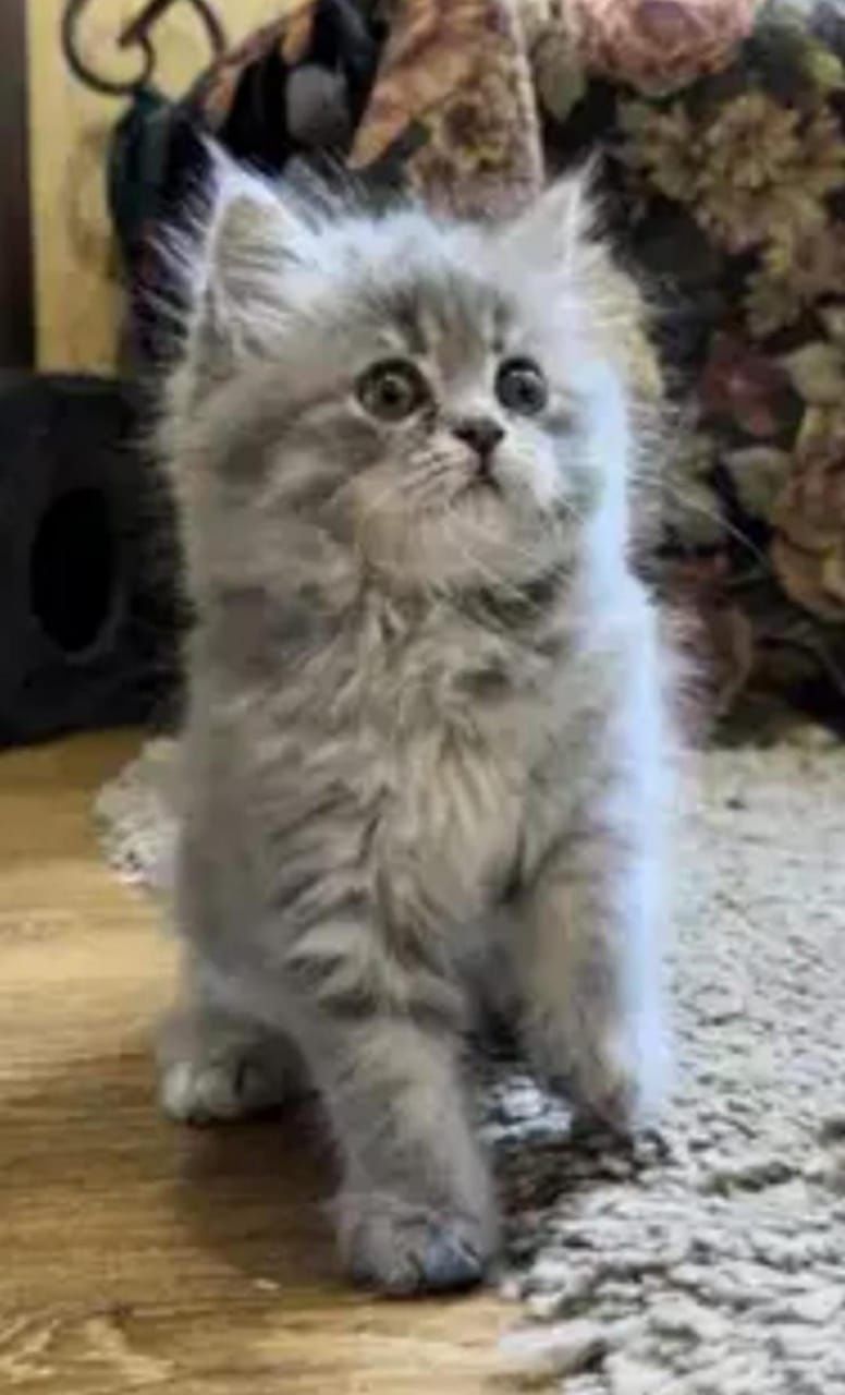 продам котенка  перс с Мейн кушей