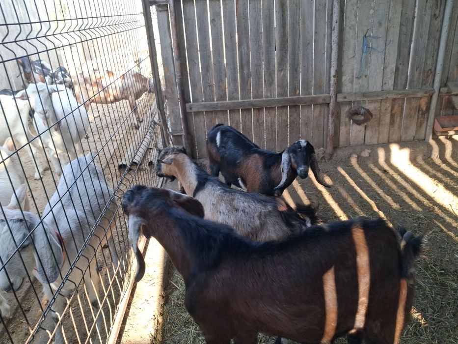 Vand tapisori cu si fara pedigre