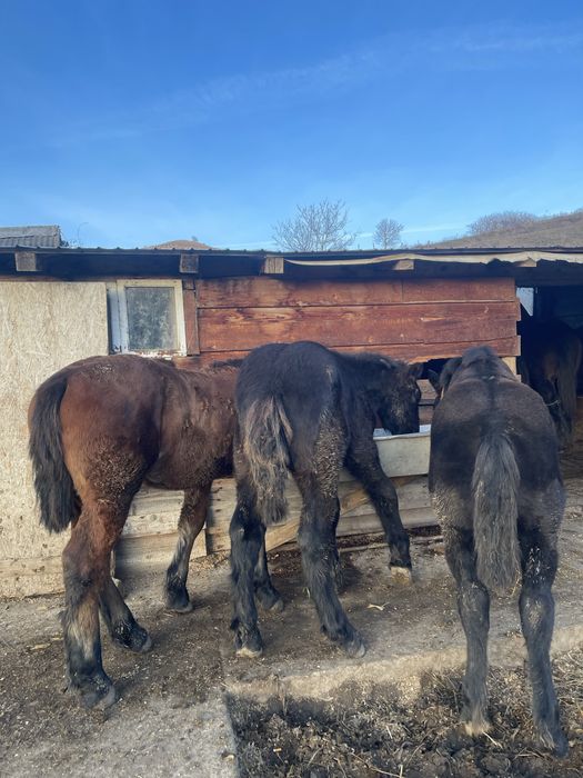 Vand 3 manze de 6 luni