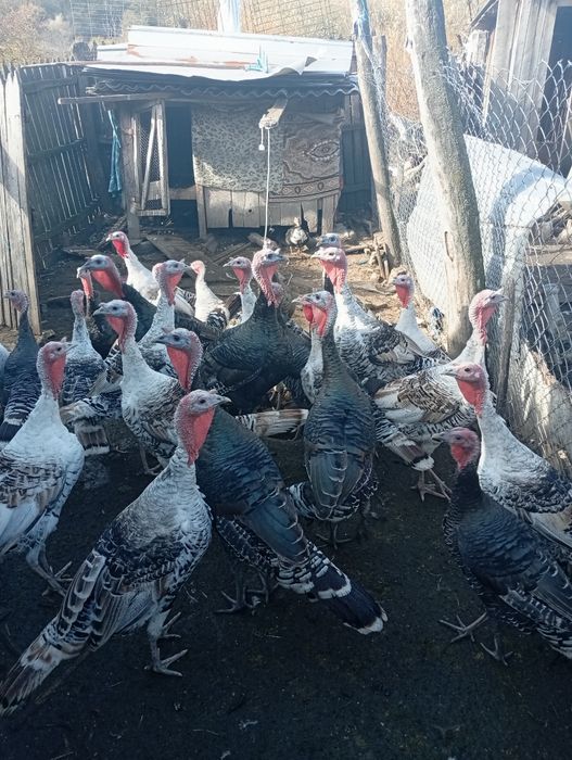 Vând curci și gâște