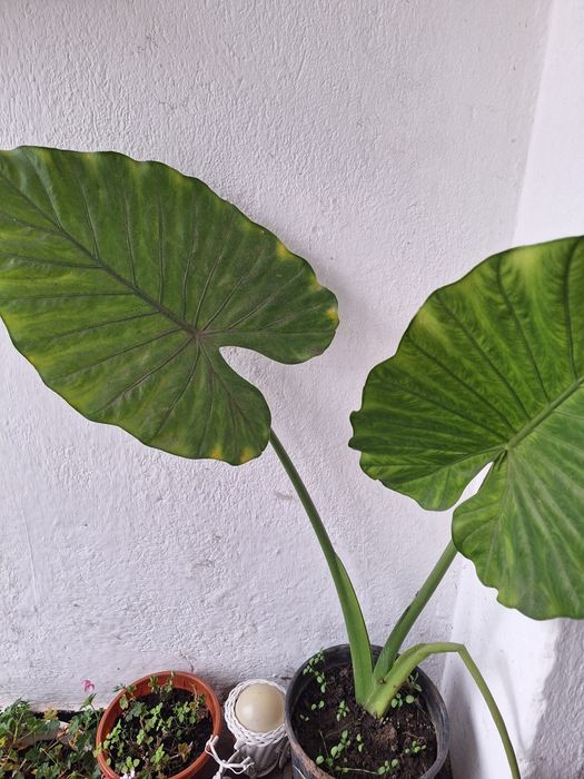 Цветя различни видове