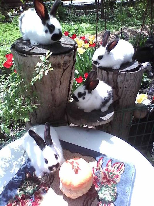 Продам   - переноску  магазинную для кроликов и других   животных .