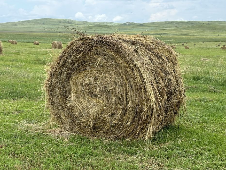 Продам сено в рулонах