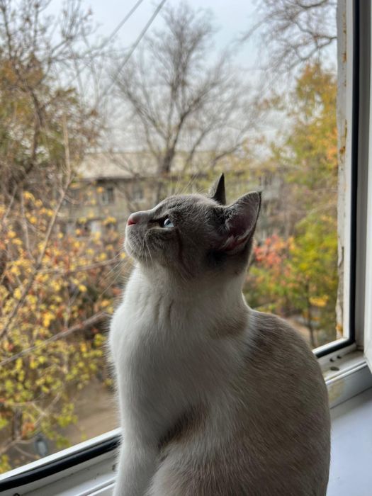 Отдам котенка ,