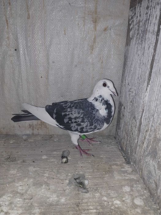 Disponibili porumbei cu pedigree si un mascul cu normă viteză