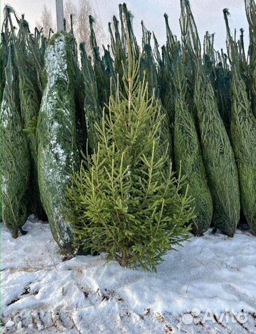 Елочки живые пушистые