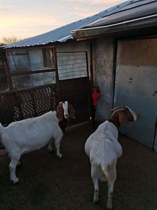 Продавам заплодени кози