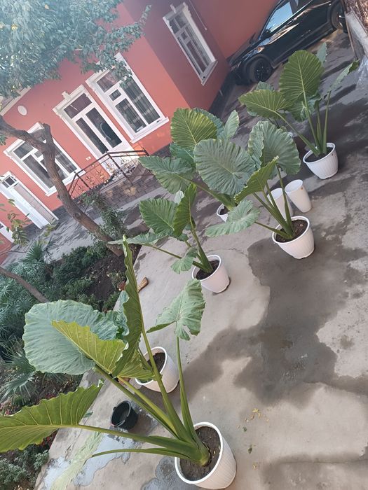 Уй ва ишхона учун табиий гуллар