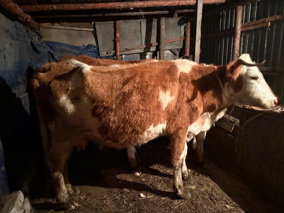 Продам корову  цена 450000