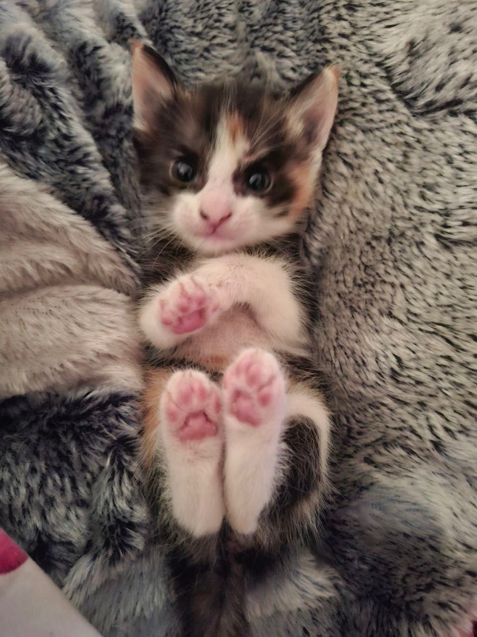 Котенок девочка 2 месяца отдам бесплатно