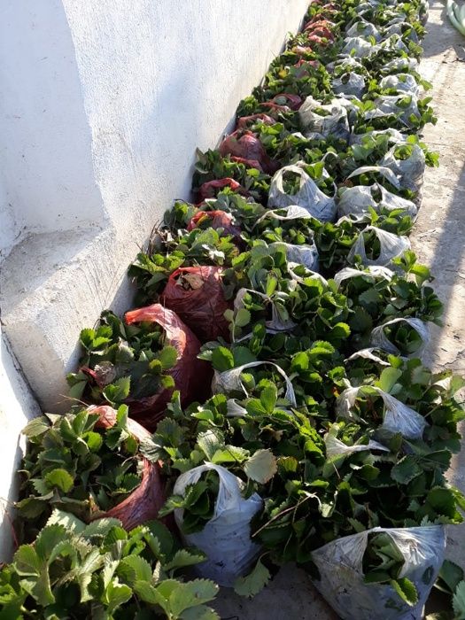 Plante butasi Mur fara tepi prindere 100% cu garantie