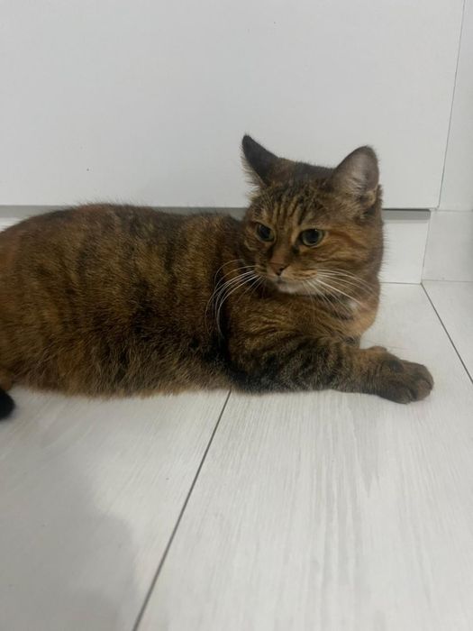 Отдадим ласковую кошку в добрые руки