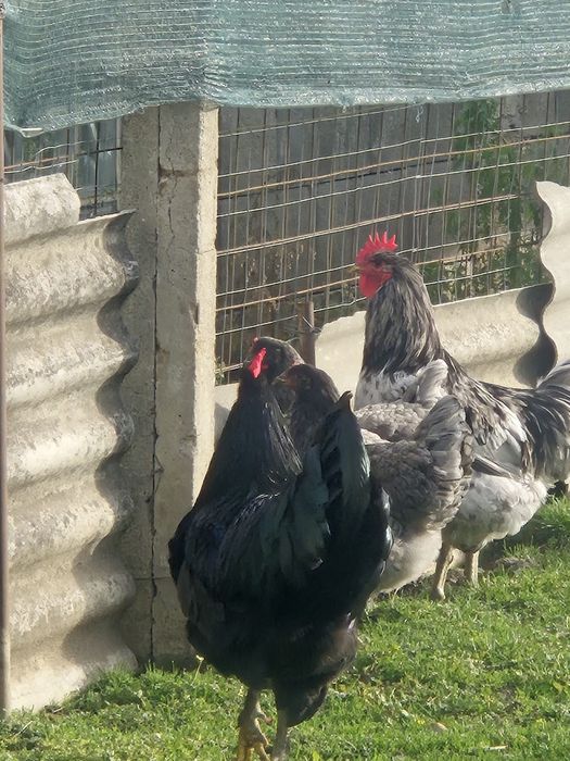 Cocosi Jersey Gigant