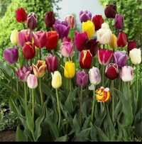 Голландские Тюльпаны Разноцветные
