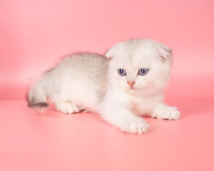 Серебро Шиншилла мальчик шотландский котенок