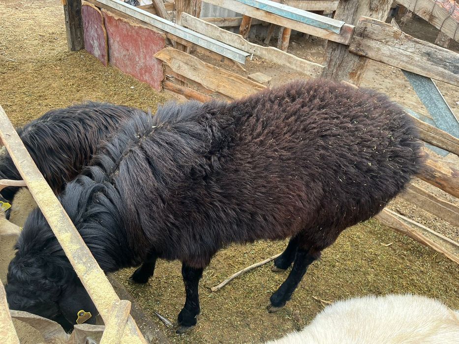 Кошкар сатылады!