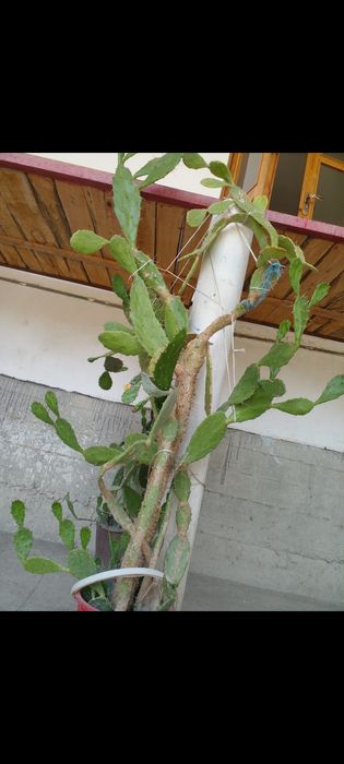 kaktus gullari Kaktus gullar tabiiy 2.60sm