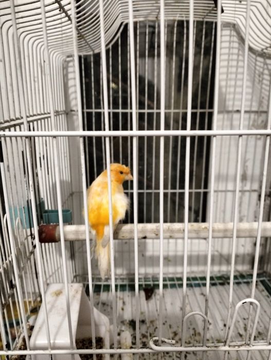 Конорейки цена договорная