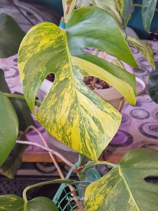 Монстеры три вида г.Абай