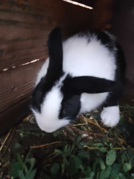 Vând iepuri de rasă cap de leu