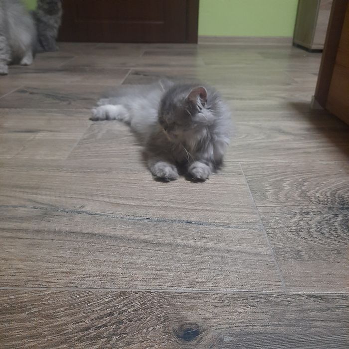 Pisicuta Persană cu pedigree