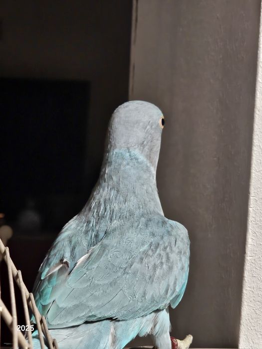 Papagal Micul Alexander