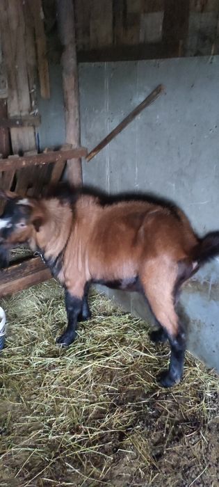 Vand Țap alpin francez