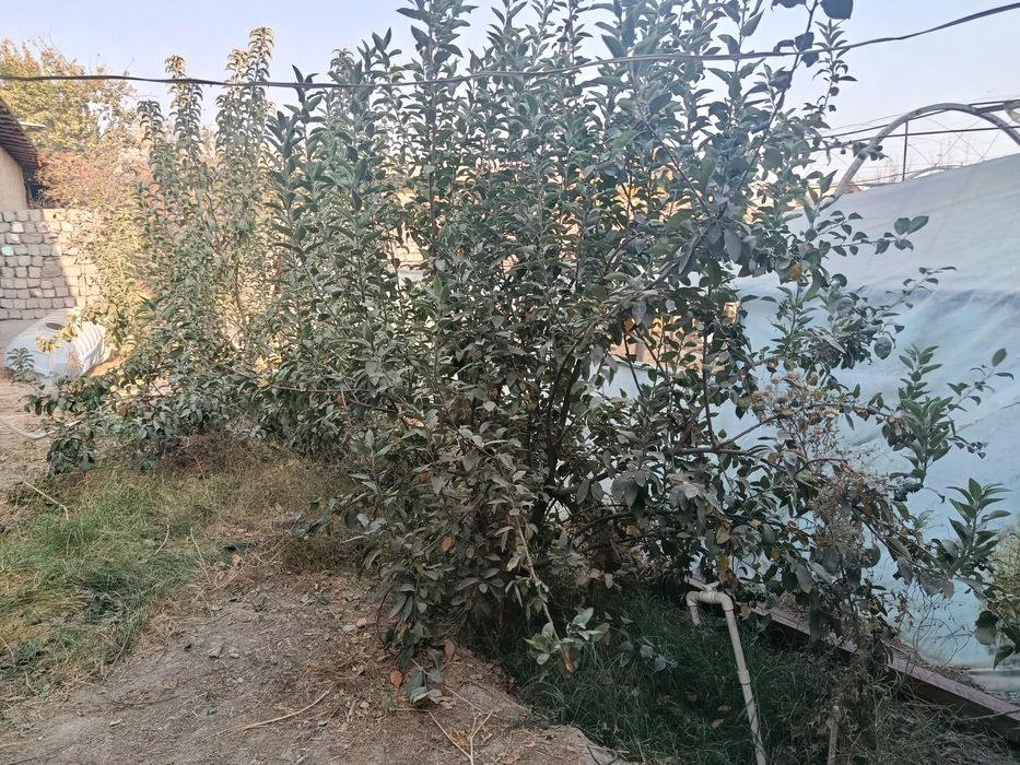 Jizzax Toqchiliq maxalasi yangi uchaskala 5.5sutix uchaska sotiladi ke