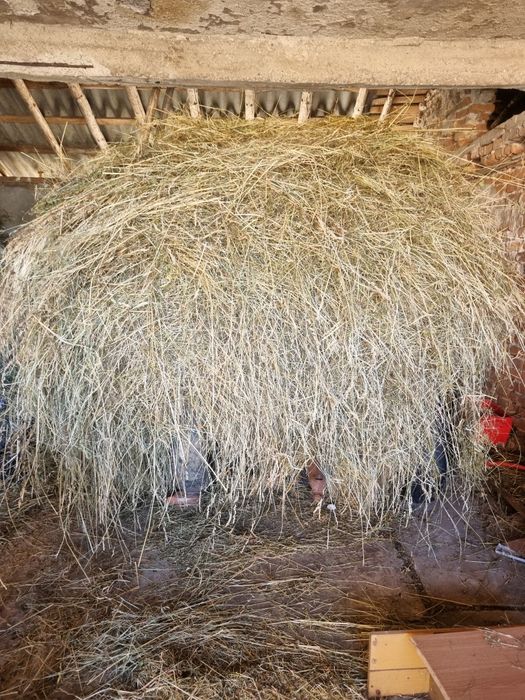 De vânzare FÂN calitatea 1